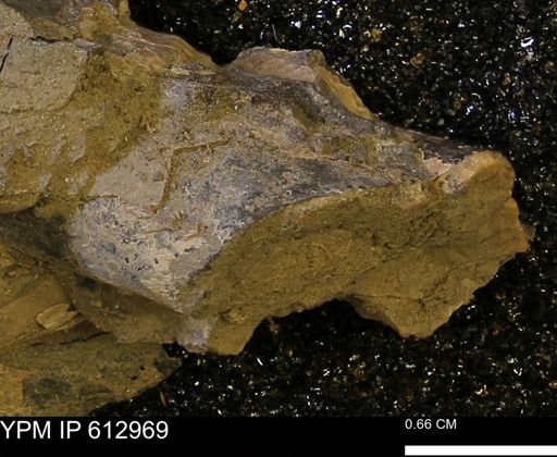 Baculites sp.