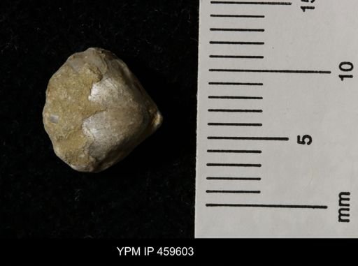Wellerella delicatula