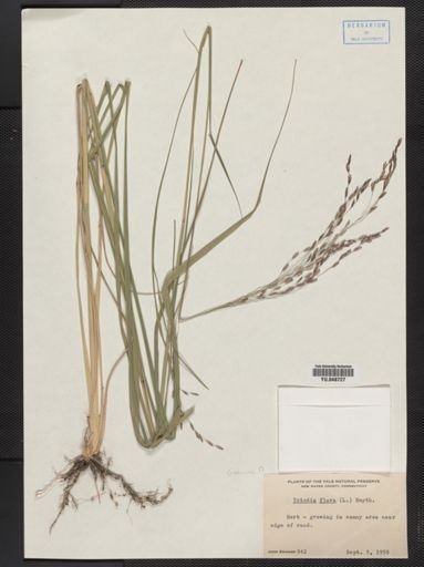 Tridens flavus