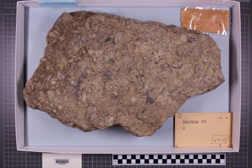 mixed taxa, stratigraphic collection