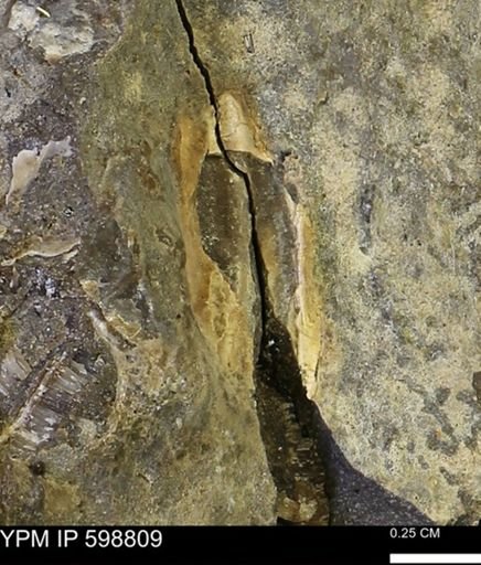 undet. Bivalvia