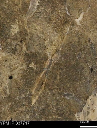undet. Mollusca