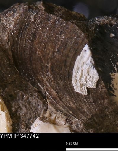 Limopsis striatopunctatus