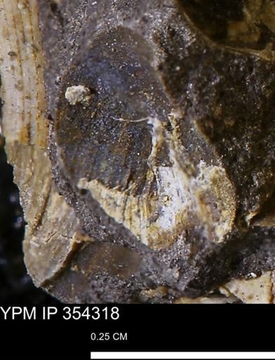 undet. Bivalvia