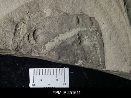 Eurypterus lacustris