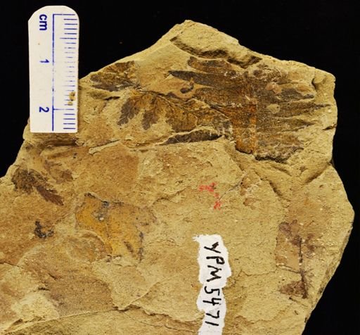 Cynepteris lasiophora
