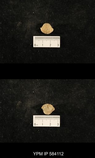 Euphemites carbonarius