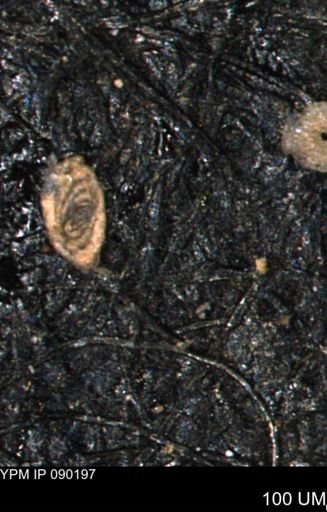 Spirolocammina subcircularis