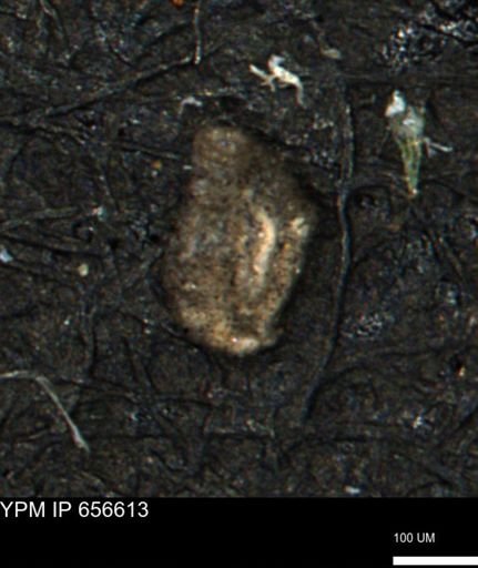 Miliammina manitobensis