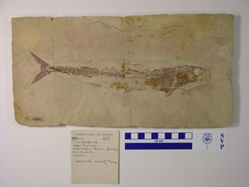 Thrissops sp.