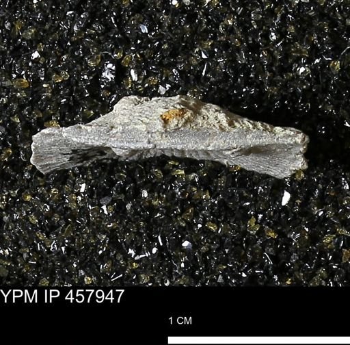 Strophodonta sp.