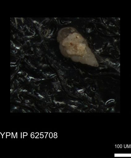 Heterohelicidae