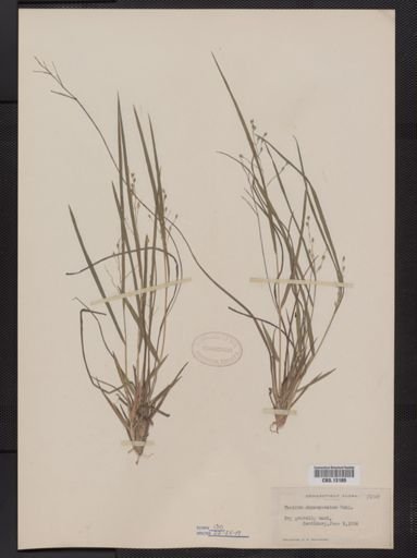 Panicum depauperatum
