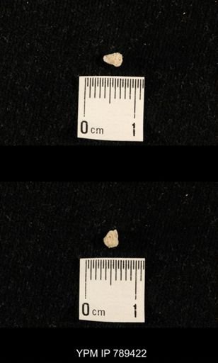 undet. Bryozoa