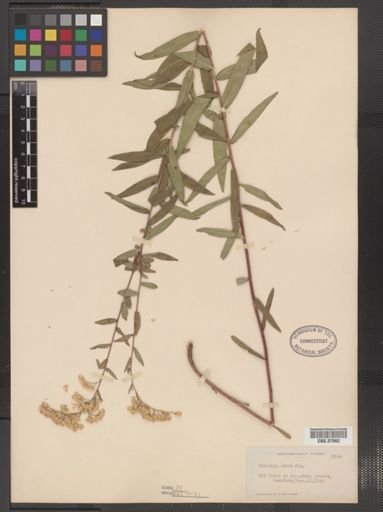 Solidago odora