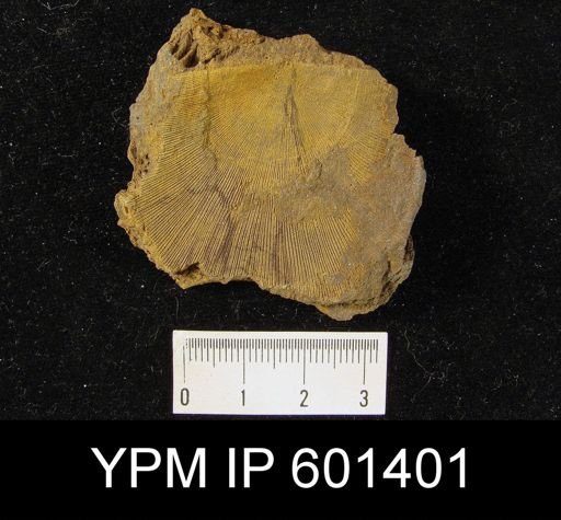 Boucotstrophia herculea