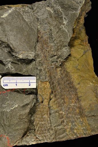 Drepanophycus sp.