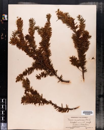 Taxus canadensis