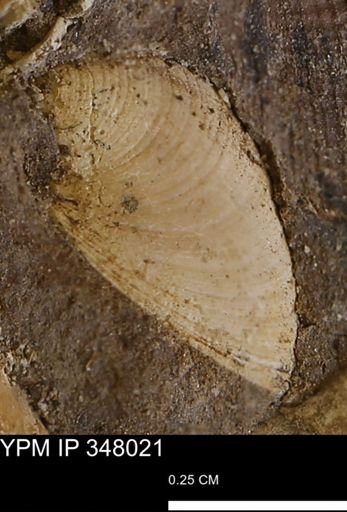 Limopsis striatopunctatus