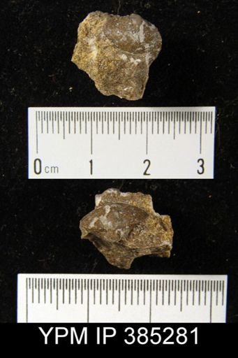 Reticularia sp.