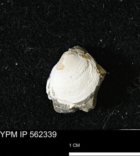 Limopsis striatopunctatus