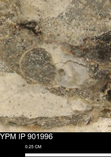 undet. Gastropoda