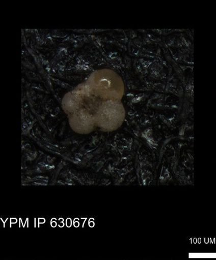 undet. Rugoglobigerinidae