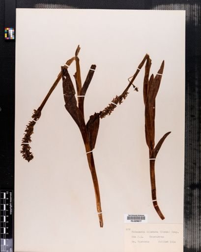 Habenaria