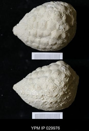 Holocystites sp.