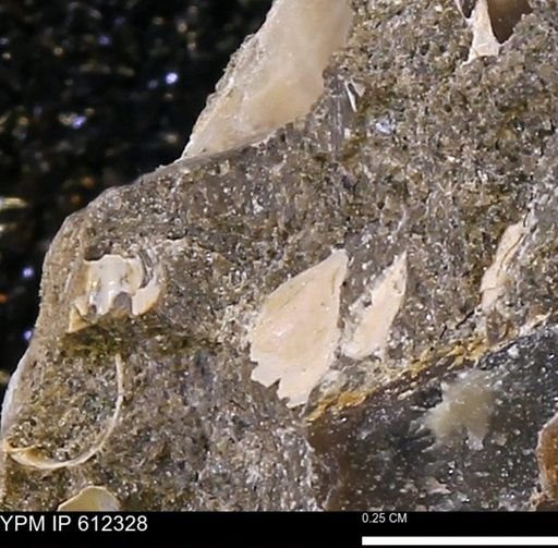 undet. Bivalvia