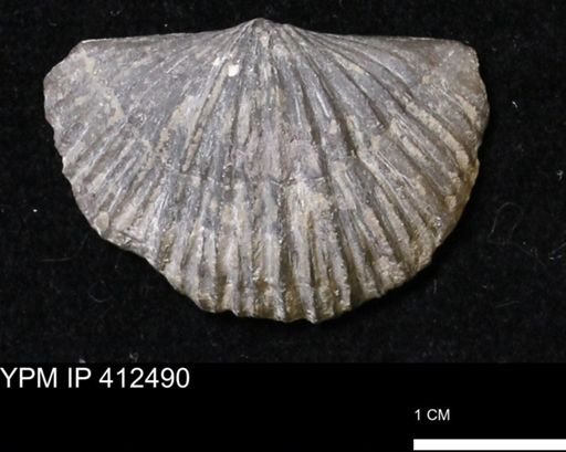 Stropheodonta navalis boonensis
