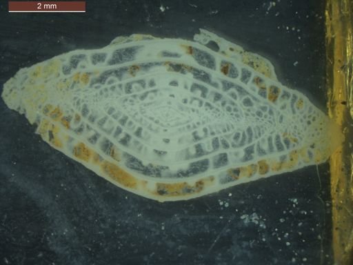 Triticites beedei