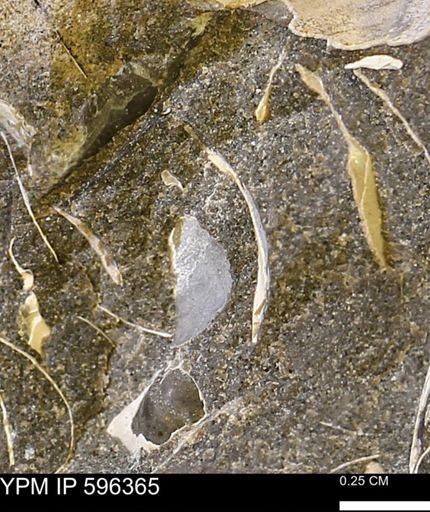 Limopsis striatopunctatus