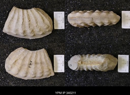 Mortoniceras sp.