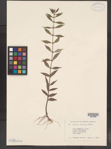 Plantae