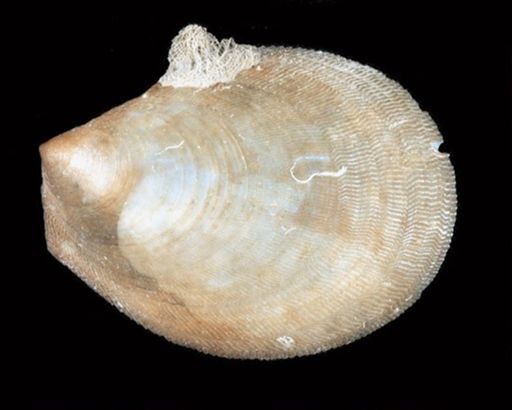 Limidae