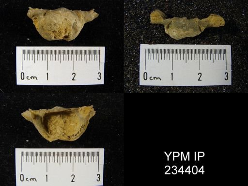 Marginifera splendens
