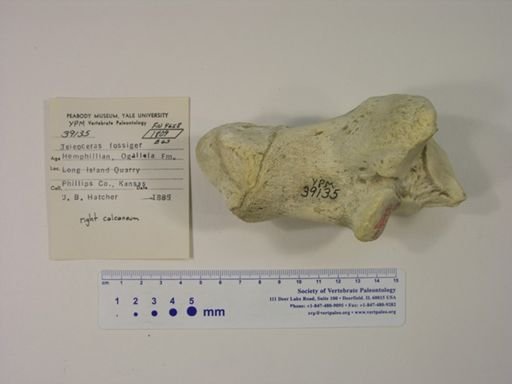 Teleoceras fossiger