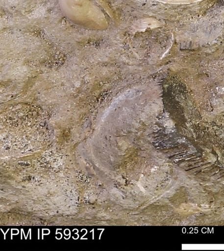 Inoceramus cuneatus