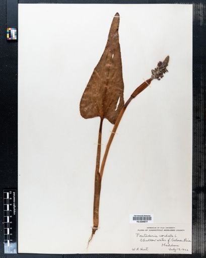 Pontederia cordata