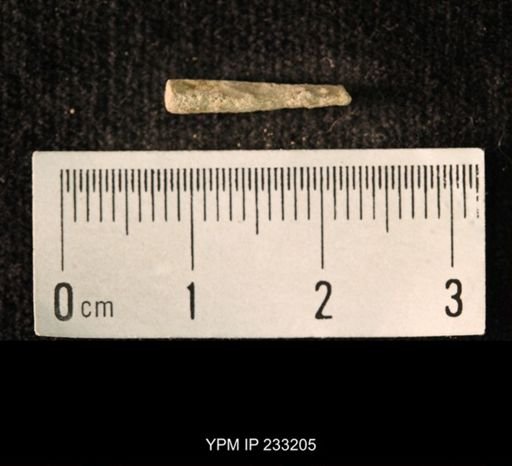 Archaeocidaris sp.
