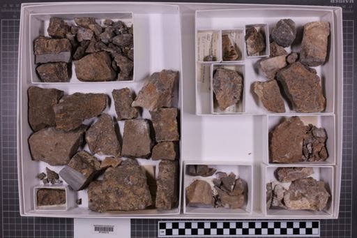 mixed taxa, stratigraphic collection