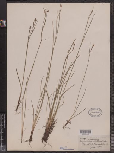 Sisyrinchium atlanticum