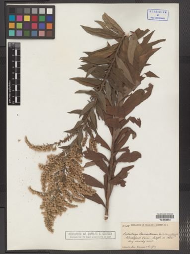Solidago canadensis