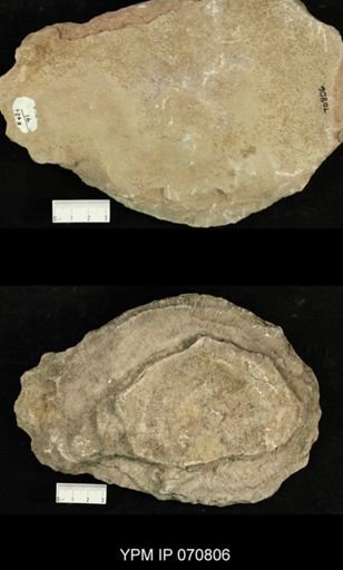 Favosites louisvillensis?