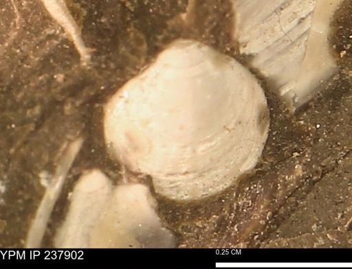 Limopsis striatopunctatus