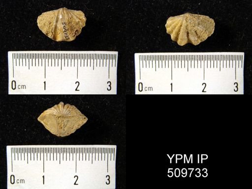 Spirifer munsteri
