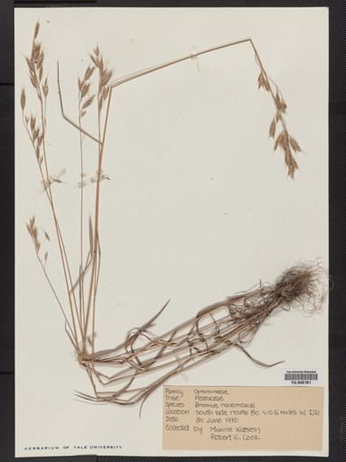 Bromus racemosus
