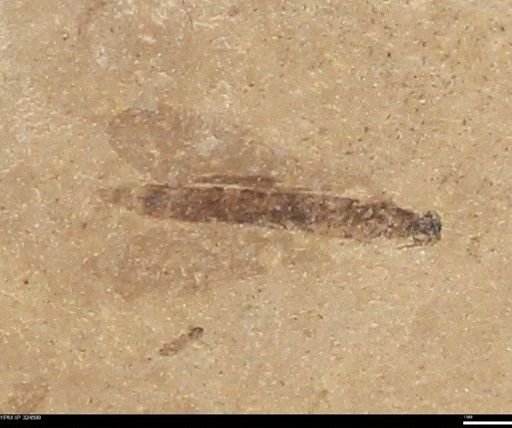 undet. Diptera