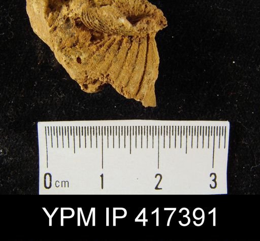 Spirifer cyclopterus